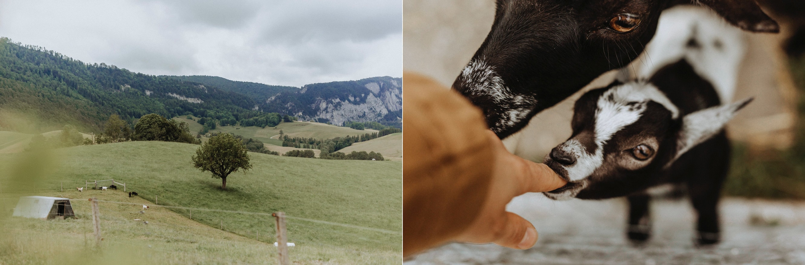 HelMa_Fotografie_Hochzeit_Hochzeitsfotograf_Bern_Jura_Schafmatthof_Gänsbrunnen_Bern_Landhochzeit_Heiraten_im_Gruenen_Fotografin__02-1 Landhochzeit im Jura  |  Schafmatthof  